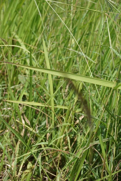Kogon Gräs Med Naturlig Bakgrund — Stockfoto