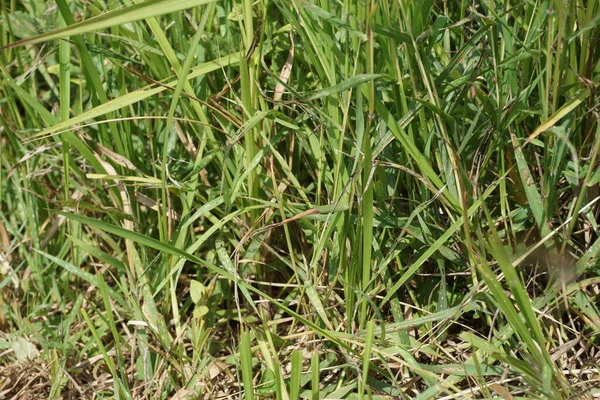 Trawa Cogon Naturalnym Tłem — Zdjęcie stockowe