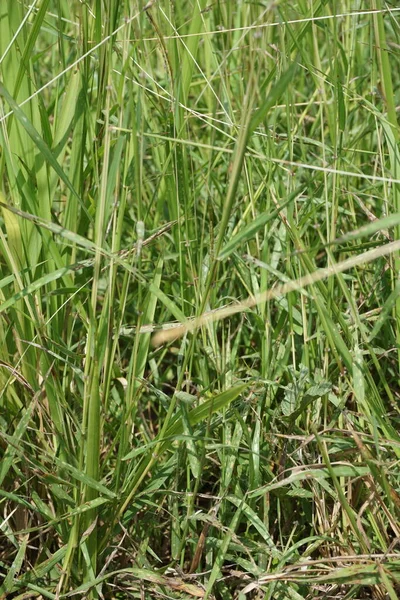 Kogon Gräs Med Naturlig Bakgrund — Stockfoto