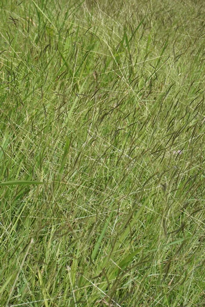 Cogon Gras Met Een Natuurlijke Achtergrond — Stockfoto