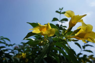 Doğal bir geçmişi olan Tradescantia spathacea bitkisi.