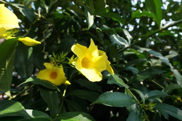 Растение Tradescantia Spathacea Естественным Фоном — стоковое фото