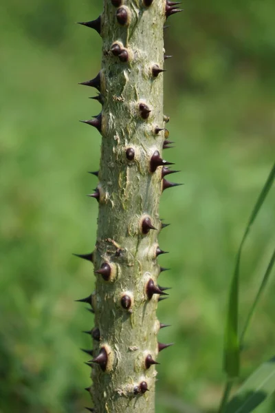 Erythrina Variegata Naturalnym Tle Nazywane Również Dadap Cangkring Tygrysi Pazur — Zdjęcie stockowe