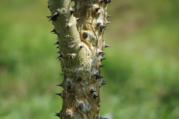 Erythrina Variegata Naturalnym Tle Nazywane Również Dadap Cangkring Tygrysi Pazur — Zdjęcie stockowe