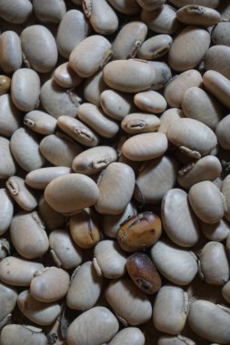 Velvet bean seed held by hand. Indonesian call velvet bean with benguk and sometimes use it as tempe clipart