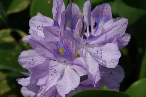 Eichhornia Crassipes Természetes Háttér Indonéz Hívja Enceng Gondok — Stock Fotó