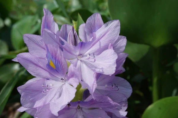 Eichhornia Crassipes Természetes Háttér Indonéz Hívja Enceng Gondok — Stock Fotó