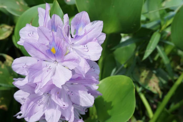 Eichhornia Crassipes Természetes Háttér Indonéz Hívja Enceng Gondok — Stock Fotó