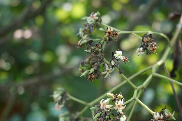 Cashew Blomma Med Naturlig Bakgrund — Stockfoto