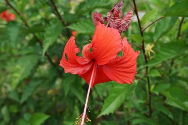 Doğal bir geçmişi olan ayakkabı boyası bitkisi. Hibiscus rosa Sinensis, Çin amblemi, Çin gülü, Hawaii amfibisi, gül tozu ve ayakkabı boyası bitkisi olarak da bilinir.