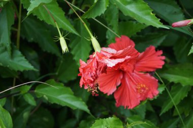 Doğal bir geçmişi olan ayakkabı boyası bitkisi. Hibiscus rosa Sinensis, Çin amblemi, Çin gülü, Hawaii amfibisi, gül tozu ve ayakkabı boyası bitkisi olarak da bilinir.