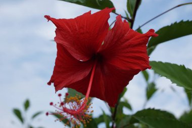 Doğal bir geçmişi olan ayakkabı boyası bitkisi. Hibiscus rosa Sinensis, Çin amblemi, Çin gülü, Hawaii amfibisi, gül tozu ve ayakkabı boyası bitkisi olarak da bilinir.