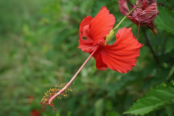 天然の背景を持つ黒い靴の植物 ハイビスカス ローザ シンエンシス 中国ハイビスカス 中国のバラ ハワイのハイビスカス バラのマンロー シューブラックの植物とも呼ばれます — ストック写真