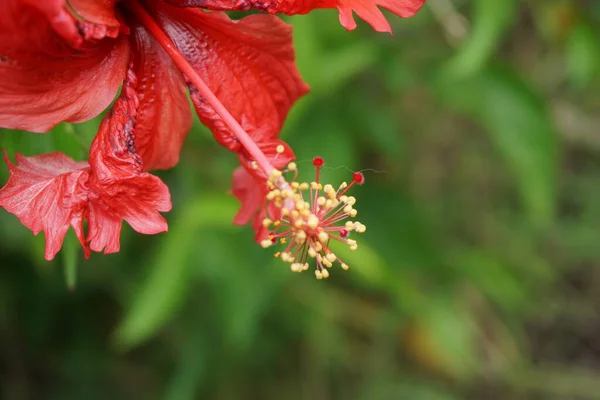 天然の背景を持つ黒い靴の植物 ハイビスカス ローザ シンエンシス 中国ハイビスカス 中国のバラ ハワイのハイビスカス バラのマンロー シューブラックの植物とも呼ばれます — ストック写真