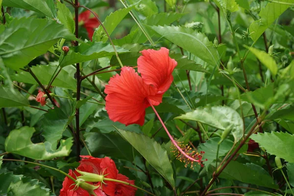 天然の背景を持つ黒い靴の植物 ハイビスカス ローザ シンエンシス 中国ハイビスカス 中国のバラ ハワイのハイビスカス バラのマンロー シューブラックの植物とも呼ばれます — ストック写真