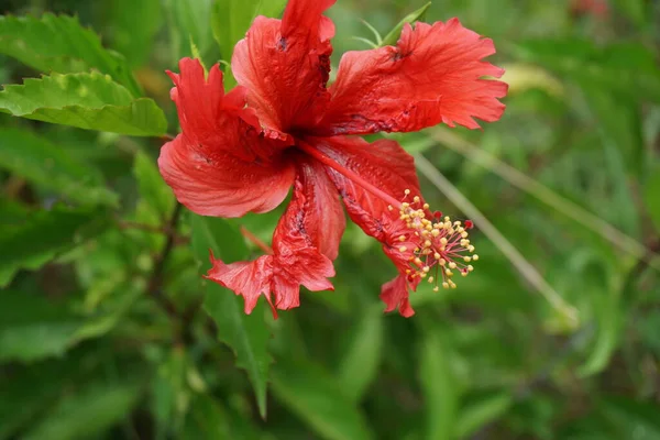 天然の背景を持つ黒い靴の植物 ハイビスカス ローザ シンエンシス 中国ハイビスカス 中国のバラ ハワイのハイビスカス バラのマンロー シューブラックの植物とも呼ばれます — ストック写真