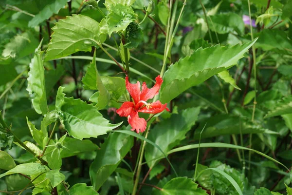 Shoe Black Plant Natural Background Also Called Hibiscus Rosa Sinensis — Stock Photo, Image