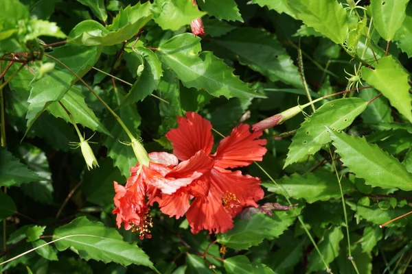 天然の背景を持つ黒い靴の植物 ハイビスカス ローザ シンエンシス 中国ハイビスカス 中国のバラ ハワイのハイビスカス バラのマンロー シューブラックの植物とも呼ばれます — ストック写真