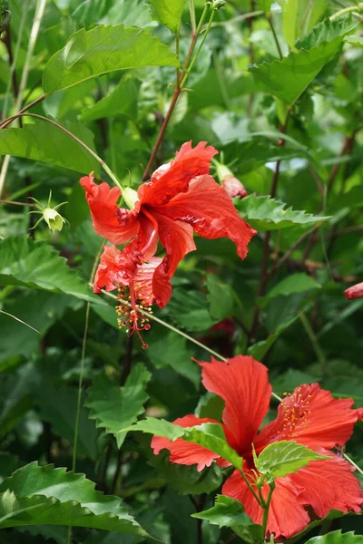 Doğal bir geçmişi olan ayakkabı boyası bitkisi. Hibiscus rosa Sinensis, Çin amblemi, Çin gülü, Hawaii amfibisi, gül tozu ve ayakkabı boyası bitkisi olarak da bilinir.