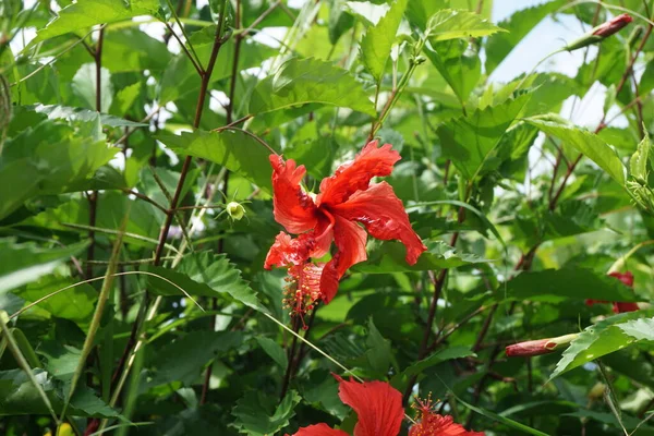 天然の背景を持つ黒い靴の植物 ハイビスカス ローザ シンエンシス 中国ハイビスカス 中国のバラ ハワイのハイビスカス バラのマンロー シューブラックの植物とも呼ばれます — ストック写真