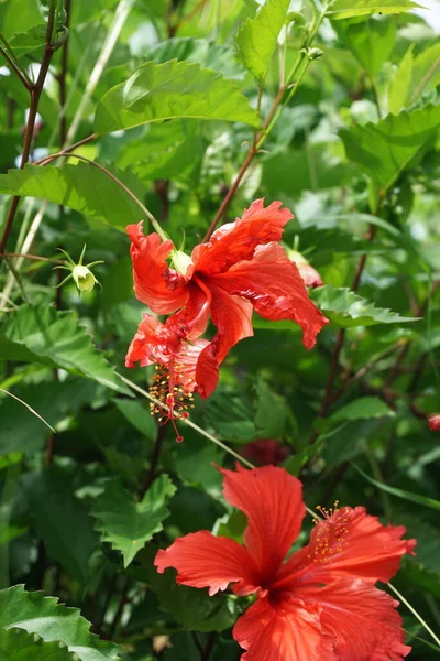 天然の背景を持つ黒い靴の植物 ハイビスカス ローザ シンエンシス 中国ハイビスカス 中国のバラ ハワイのハイビスカス バラのマンロー シューブラックの植物とも呼ばれます — ストック写真