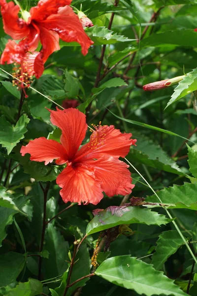 天然の背景を持つ黒い靴の植物 ハイビスカス ローザ シンエンシス 中国ハイビスカス 中国のバラ ハワイのハイビスカス バラのマンロー シューブラックの植物とも呼ばれます — ストック写真