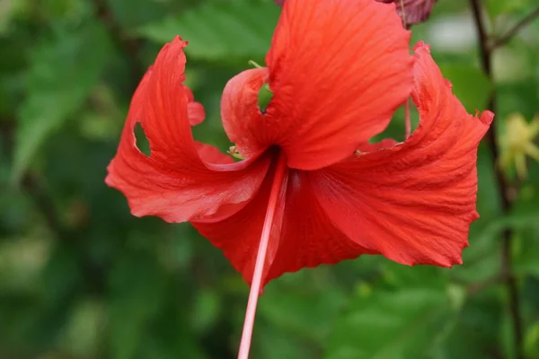 Sapato Planta Preta Com Fundo Natural Também Chamado Hibiscus Rosa — Fotografia de Stock