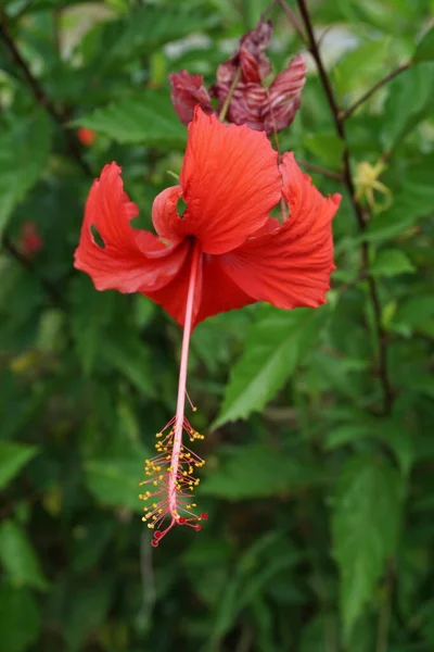 天然の背景を持つ黒い靴の植物 ハイビスカス ローザ シンエンシス 中国ハイビスカス 中国のバラ ハワイのハイビスカス バラのマンロー シューブラックの植物とも呼ばれます — ストック写真