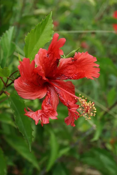 Sapato Planta Preta Com Fundo Natural Também Chamado Hibiscus Rosa — Fotografia de Stock