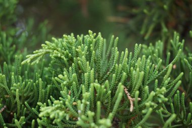 Sheoaks (Casuarinaceae, Allocasuarina) doğal arka plana sahiptir