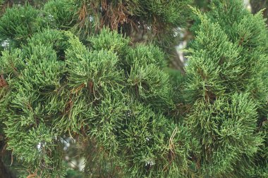 Sheoaks (Casuarinaceae, Allocasuarina) doğal arka plana sahiptir