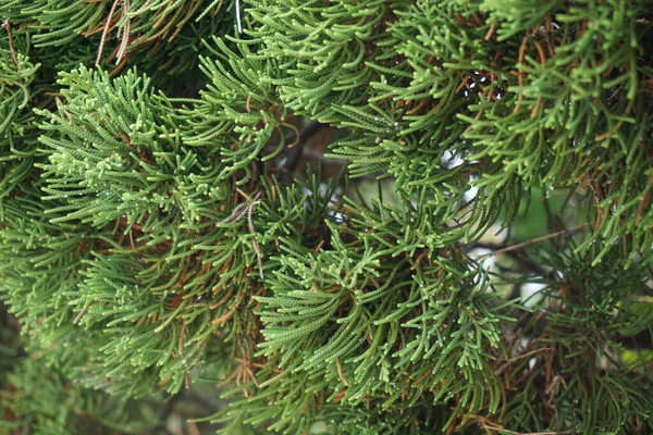 Sheoaks Casuarinaceae Allocasuarina Естественным Фоном — стоковое фото