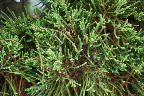 Sheoaks Casuarinaceae Allocasuarina Natural Background — Stock Photo, Image