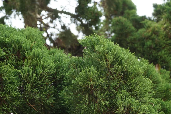 자연적 있는스 오크스 Casuarinaceae Allocasuarina — 스톡 사진