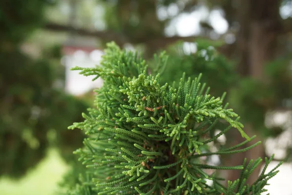 자연적 있는스 오크스 Casuarinaceae Allocasuarina — 스톡 사진