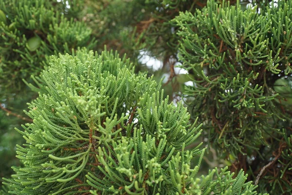 Sheoaks Casuarinaceae Allocasuarina Natural Background — Stock Photo, Image