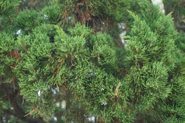 Sheoaks Casuarinaceae Allocasuarina Přírodním Pozadím — Stock fotografie