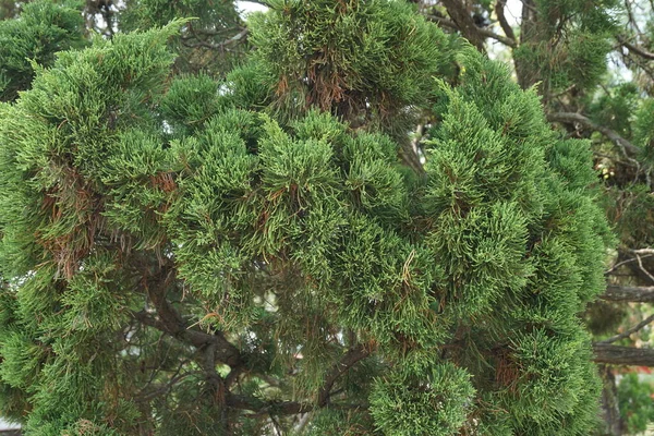 자연적 있는스 오크스 Casuarinaceae Allocasuarina — 스톡 사진