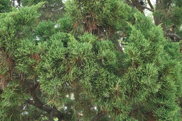 Schafeichen Casuarinaceae Allocasuarina Mit Natürlichem Hintergrund — Stockfoto