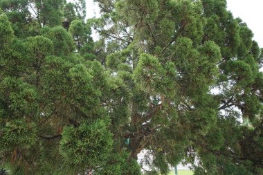 Sheoaks (Casuarinaceae, Allocasuarina) doğal arka plana sahiptir