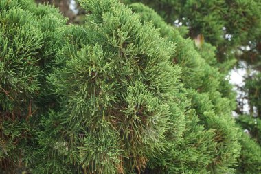 Sheoaks (Casuarinaceae, Allocasuarina) doğal arka plana sahiptir