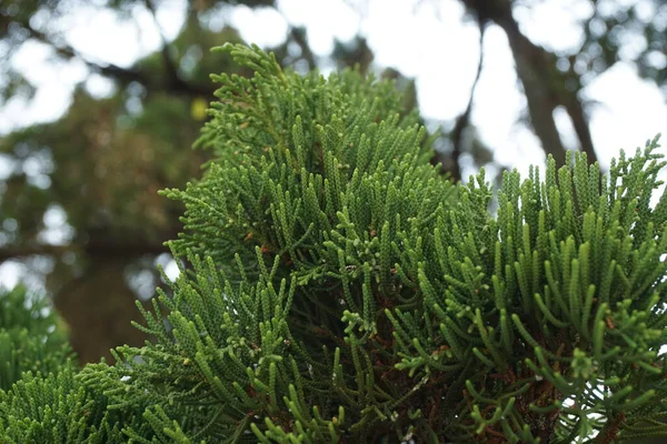 자연적 있는스 오크스 Casuarinaceae Allocasuarina — 스톡 사진