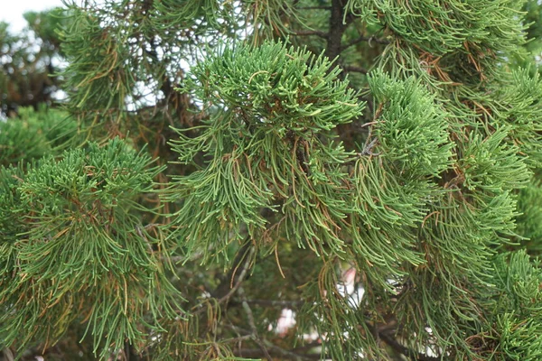 Sheoaks Casuarinaceae Allocasuarina Přírodním Pozadím — Stock fotografie