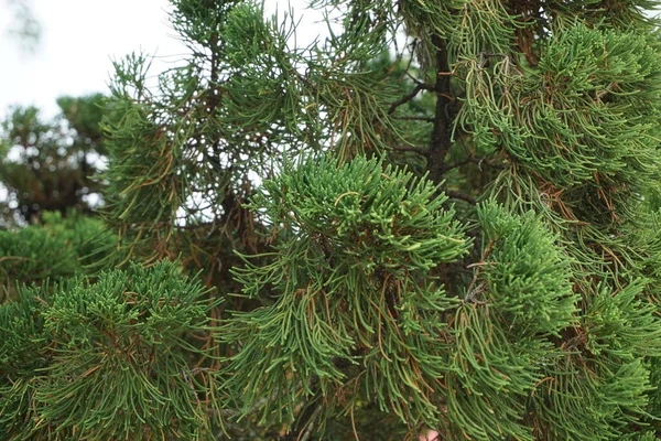 Sheoaks Casuarinaceae Allocasuarina Přírodním Pozadím — Stock fotografie