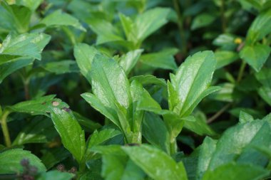 Sphagneticola trilobata 'nın doğal bir geçmişi var. Ayrıca Biscayne Körfezi sürünen öküzü, Singapur papatyası sürünen öküz gözü, takip eden papatya, gelincik.