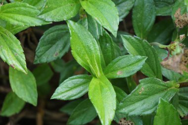 Sphagneticola trilobata 'nın doğal bir geçmişi var. Ayrıca Biscayne Körfezi sürünen öküzü, Singapur papatyası sürünen öküz gözü, takip eden papatya, gelincik.