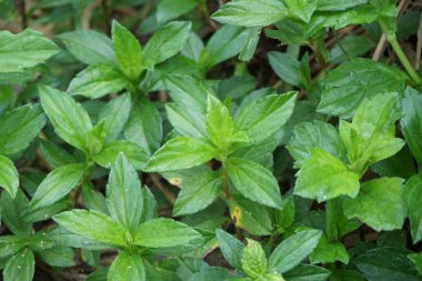 Sphagneticola trilobata 'nın doğal bir geçmişi var. Ayrıca Biscayne Körfezi sürünen öküzü, Singapur papatyası sürünen öküz gözü, takip eden papatya, gelincik.