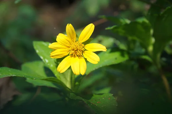 Sphagneticola Trilobata Natural Background Also Called Bay Biscayne Creeping Oxeye — Stock Photo, Image