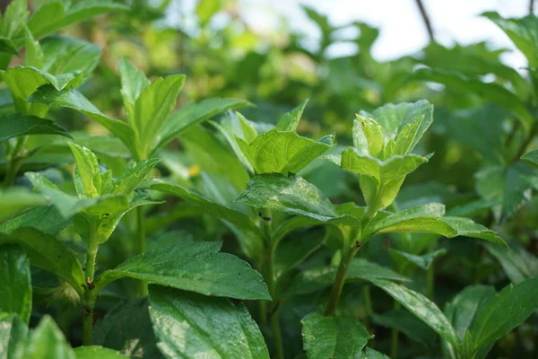 Sphagneticola trilobata 'nın doğal bir geçmişi var. Ayrıca Biscayne Körfezi sürünen öküzü, Singapur papatyası sürünen öküz gözü, takip eden papatya, gelincik.