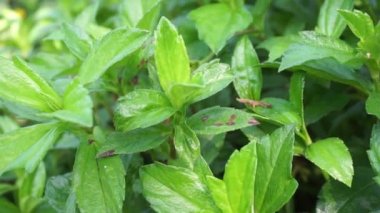 Sphagneticola trilobata 'nın doğal bir geçmişi var. Ayrıca Biscayne Körfezi sürünen öküzü, Singapur papatyası sürünen öküz gözü, takip eden papatya, gelincik.